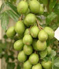 Hình ảnh: Chuyên cung cấp cây cóc thái, cóc, cây cóc,giống cóc chất lượng