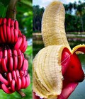 Hình ảnh: Chuyên cung cấp chuối đỏ đacca,chuối đỏ, giống chuối đỏ đacca, chuối đa cca,chuối