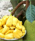 Hình ảnh: Chuyên cung cấp mít thái siêu sớm tứ quý,mít thái siêu sớm,giống mít thái siêu sớm tứ quý
