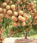 Hình ảnh: Chuyên cung cấp giống cây nhãn muộn, nhãn muộn hưng yên, nhãn miền thiết, nhãn sớm, nhãn