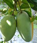 Hình ảnh: Chuyên cung cấp giống quả xoài to, giống xoài to, cây giống xoài to, xoài