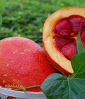 Hình ảnh: Chuyên cung cấp giống cây gấc, giống gấc chất lượng cao, cây giống gấc chuẩn,cây gấc