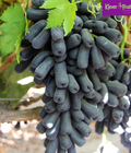 Hình ảnh: Nho Moon s Úc, Nho giọt trăng ngọt ngào Klever Fruits