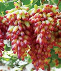 Hình ảnh: Chuyên cung cấp cây giống nho móng tay,nho ngón tay, giống nho nhập khẩu, giống nho