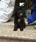 Hình ảnh: Poodle lai mi-ni. làm quà 8-3