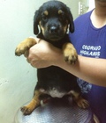 Hình ảnh: 4 be rottweiler 2 tháng tuổi