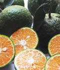 Hình ảnh: Chuyên cung cấp giống cây cam sành,cam sành,cam,cam sành bắc giang,cam sành,cam