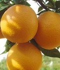 Hình ảnh: Chuyên cung cấp giống cây cam v2, cam v2, cam,giống cam v2 chất lượng,số lượng lớn