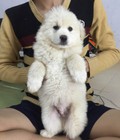 Hình ảnh: samoyed lai tuyệt đẹp