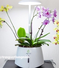Hình ảnh: Hệ thống trồng cây thông minh để bàn GREEN PET