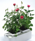 Hình ảnh: Hệ thống trồng cây thông minh để bàn KJ-1300