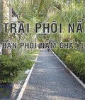 Hình ảnh: Điểm danh những lưu ý quan trọng trong cách trồng nấm bào ngư
