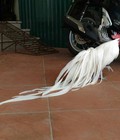 Hình ảnh: GÀ phượng hoàng đuôi dài