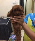 Hình ảnh: Bán đàn Tiny Poodle nâu đỏ đậm