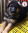 Hình ảnh: Chó Becgie thuần chủng nhập CHLB Đức