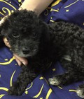 Hình ảnh: Chó poodle size nhỏ ( toy poodle) có fix