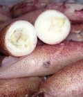 Hình ảnh: Mực trứng tươi tại hcm