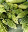 Hình ảnh: Mướp đắng rừng tươi trị tiểu đường, giải độc gan