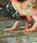 Hình ảnh: Gà đông cảo chuẩn