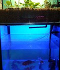 Hình ảnh: Hệ Mini Aquaponics