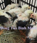 Hình ảnh: Chuyên cung cấp con giống gà đông tảo chất lượng cao