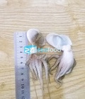Hình ảnh: Chuyên cung cấp bạch tuộc baby số lượng lớn giao hàng tận nơi