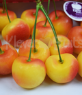 Hình ảnh: Cherry vàng Mỹ Kim cương của các loại hoa quả tại Klever Fruits