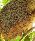 Hình ảnh: Mật ong rừng Tây Nguyên, bột trà xanh matcha nguyên chất Phân phối tại Hà Nội