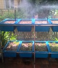 Hình ảnh: Mô hình trồng rau sạch tại nhà