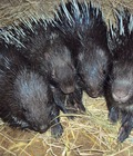 Hình ảnh: Bán nhím thịt, nhím giống lh : 0947668668 trang trại nhím thái bình