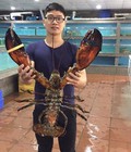 Hình ảnh: Tôm hùm Alaska