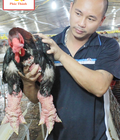 Hình ảnh: Gà đông tảo thương phẩm và con giống