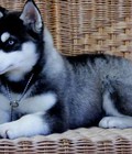 Hình ảnh: Husky Siberian Cái