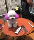 Hình ảnh: [HÀ NỘI] Nhận phối giống poodle tiny trắng