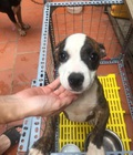 Hình ảnh: chó bully Mỹ giống cái 3 tháng tuổi