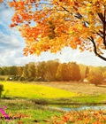 Hình ảnh: tranh ốp bếp