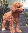 Hình ảnh: Đàn poodle 11 cháu .