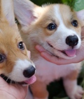 Hình ảnh:  Chó Corgi 2 tháng tuổi (Đực và Cái )