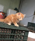 Hình ảnh: 10 bé mèo ALD xinh xắn cần tìm chủ, giá tình yêu ở Hà Nội