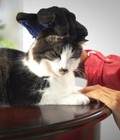 Hình ảnh: Găng tay vệ sinh lông chó, mèo