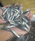 Hình ảnh: Cá cơm than tươi ngon chất lượng