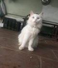 Hình ảnh: Cần bán 4 bé mèo ALD đáng yêu xinh kute ở Hà Nội
