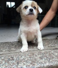 Hình ảnh: Chó cảnh NLBK
