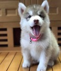 Hình ảnh: Husky