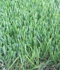 Hình ảnh: Cỏ nhân tạo sân vườn