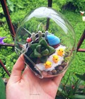 Hình ảnh: Terrarium