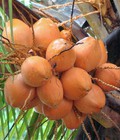 Hình ảnh: Chuyên cung cấp giống cây dừa lửa, dừa xiêm đỏ lùn, dừa đỏ, dừa xiêm đỏ. Chuẩn giống, giá tốt, giao cây toàn quốc