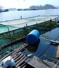 Hình ảnh: Cá cơm khô sông Sê san