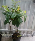 Hình ảnh: Cây hoa mẫu đơn ta, - Cây cao khoảng 30-40cm