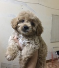Hình ảnh: poodle tyni